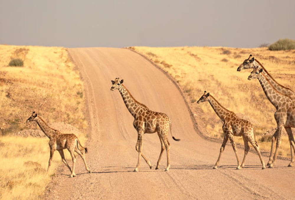 Fahrt in die Central-Kalahari ins Deception Valley Private Reserve